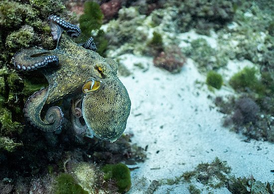 Ein Oktopus mit gelbgrünen, gefleckten Armen sitzt auf einem felsigen Untergrund am Meeresboden. Seine hellblauen Saugnäpfe heben sich deutlich von den dunklen Armen ab. Rechts erstreckt sich ein heller Sandboden.