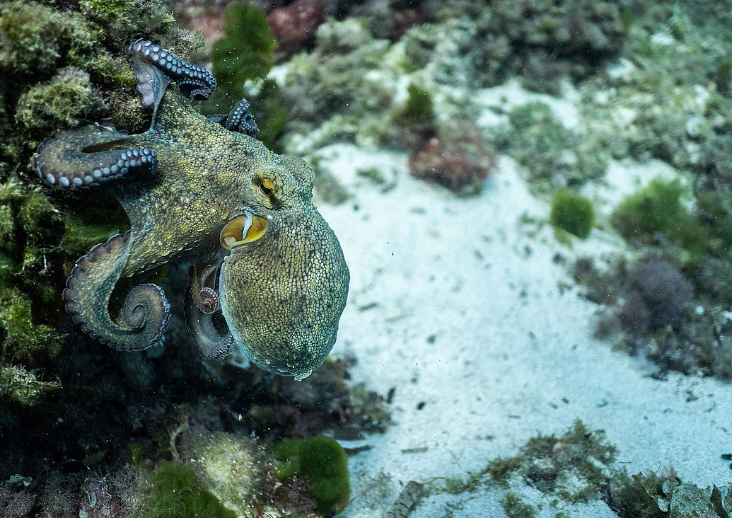 Ein Oktopus mit gelbgrünen, gefleckten Armen sitzt auf einem felsigen Untergrund am Meeresboden. Seine hellblauen Saugnäpfe heben sich deutlich von den dunklen Armen ab. Rechts erstreckt sich ein heller Sandboden.
