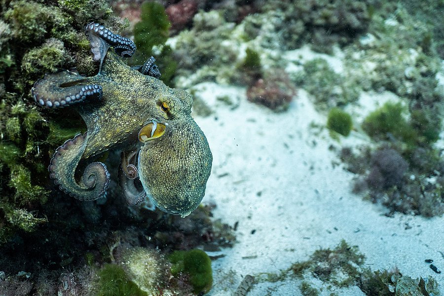 Ein Oktopus mit gelbgrünen, gefleckten Armen sitzt auf einem felsigen Untergrund am Meeresboden. Seine hellblauen Saugnäpfe heben sich deutlich von den dunklen Armen ab. Rechts erstreckt sich ein heller Sandboden.